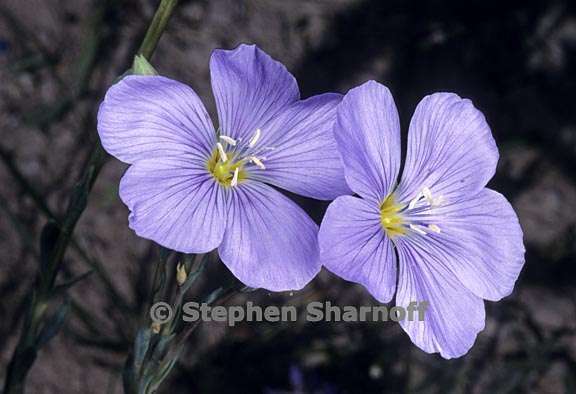 linum lewisii var lewisii 3 graphic